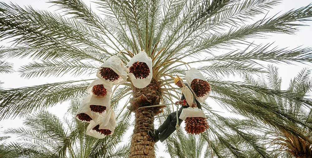 Organic farms avoid toxic inputs, improve soil health, grow clean, sustainable food that supports nature.