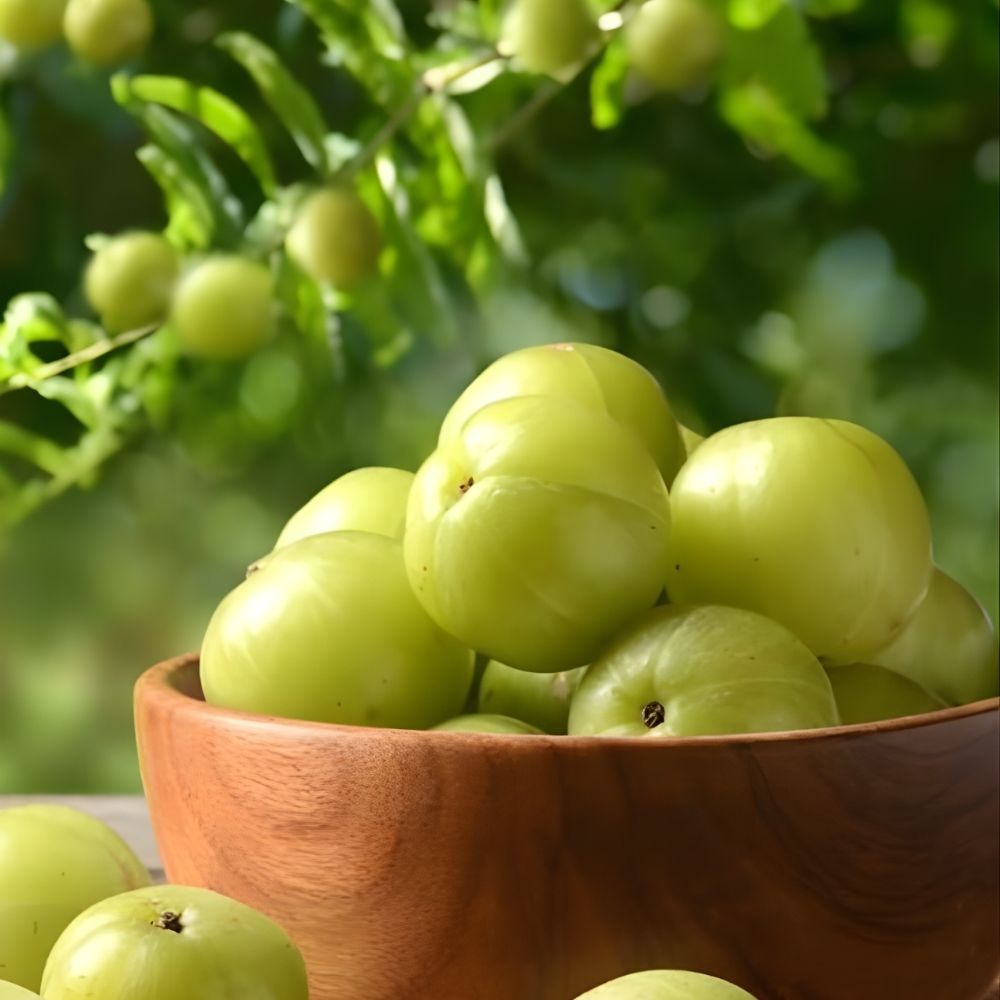 Premium-quality amla sourced from India, rich in vitamin C and antioxidants, ideal for food, herbal, and nutraceutical applications.