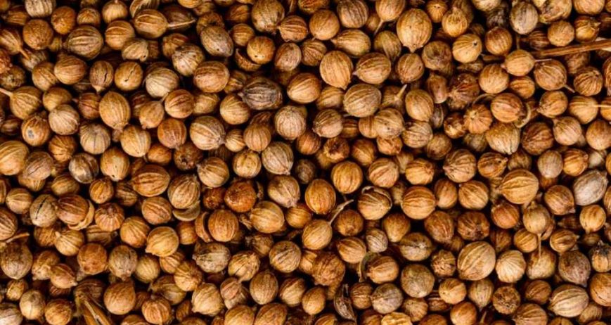 Premium-quality coriander seeds sourced from India, offering a fresh citrusy aroma, rich flavor, and consistent quality for culinary and processing applications.