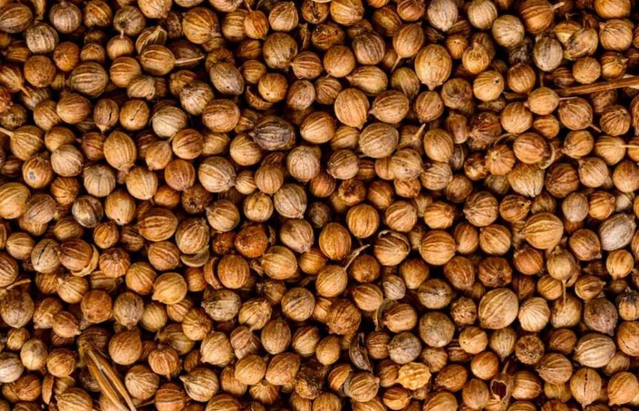 Premium-quality coriander seeds sourced from India, offering a fresh citrusy aroma, rich flavor, and consistent quality for culinary and processing applications.