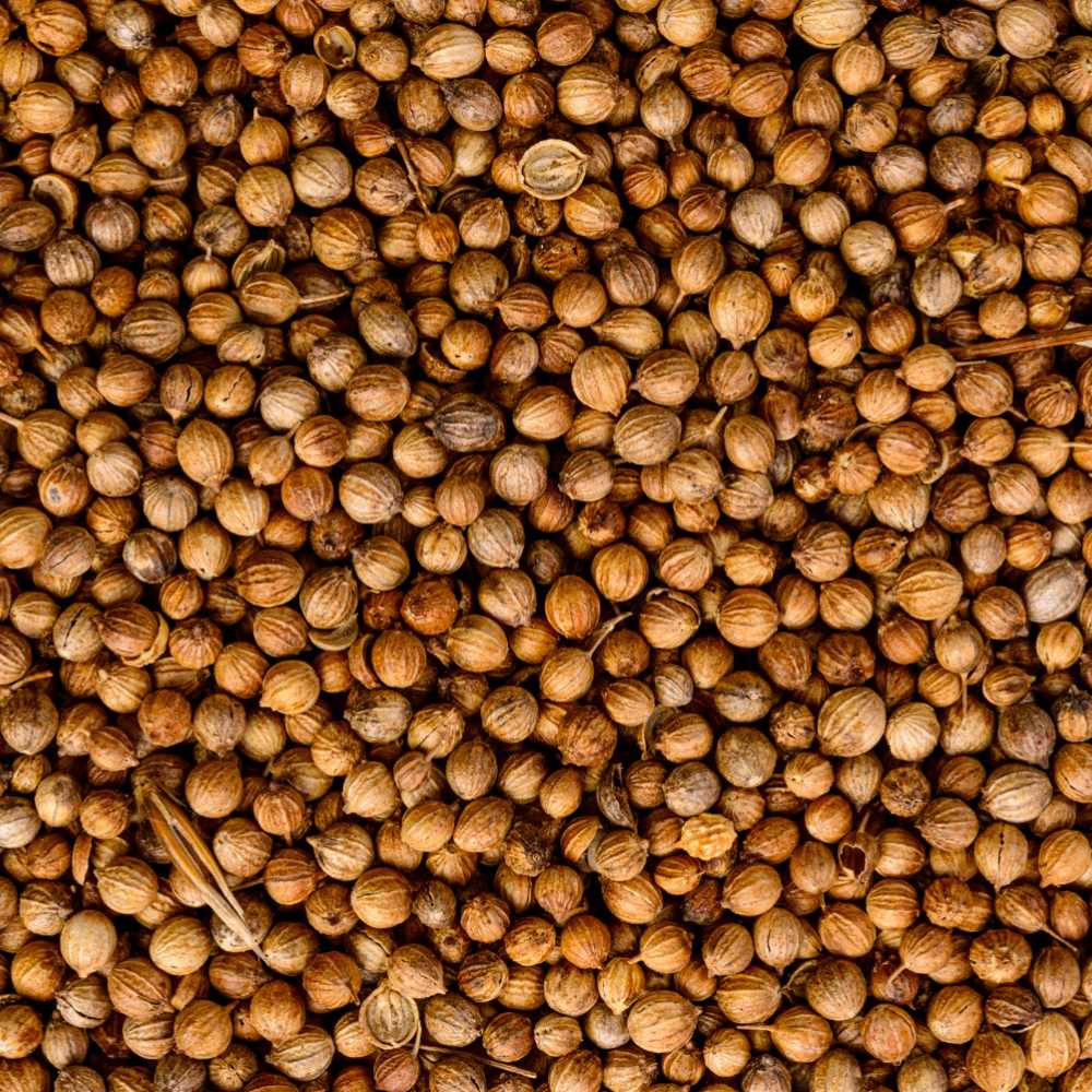 Premium-quality coriander seeds sourced from India, offering a fresh citrusy aroma, rich flavor, and consistent quality for culinary and processing applications.