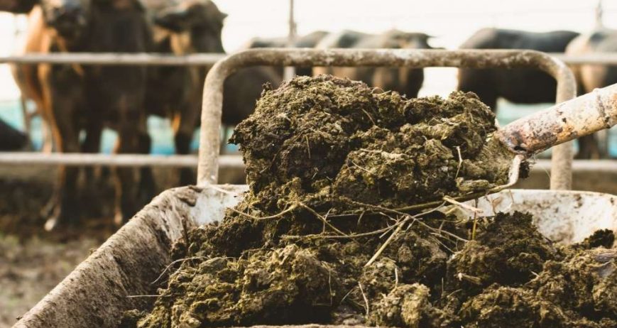 Natural organic manure made from cow dung, enriching soil fertility, improving structure, and promoting sustainable crop growth.