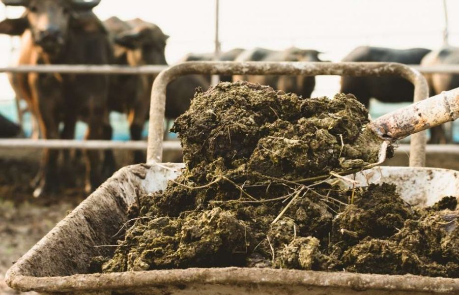 Natural organic manure made from cow dung, enriching soil fertility, improving structure, and promoting sustainable crop growth.