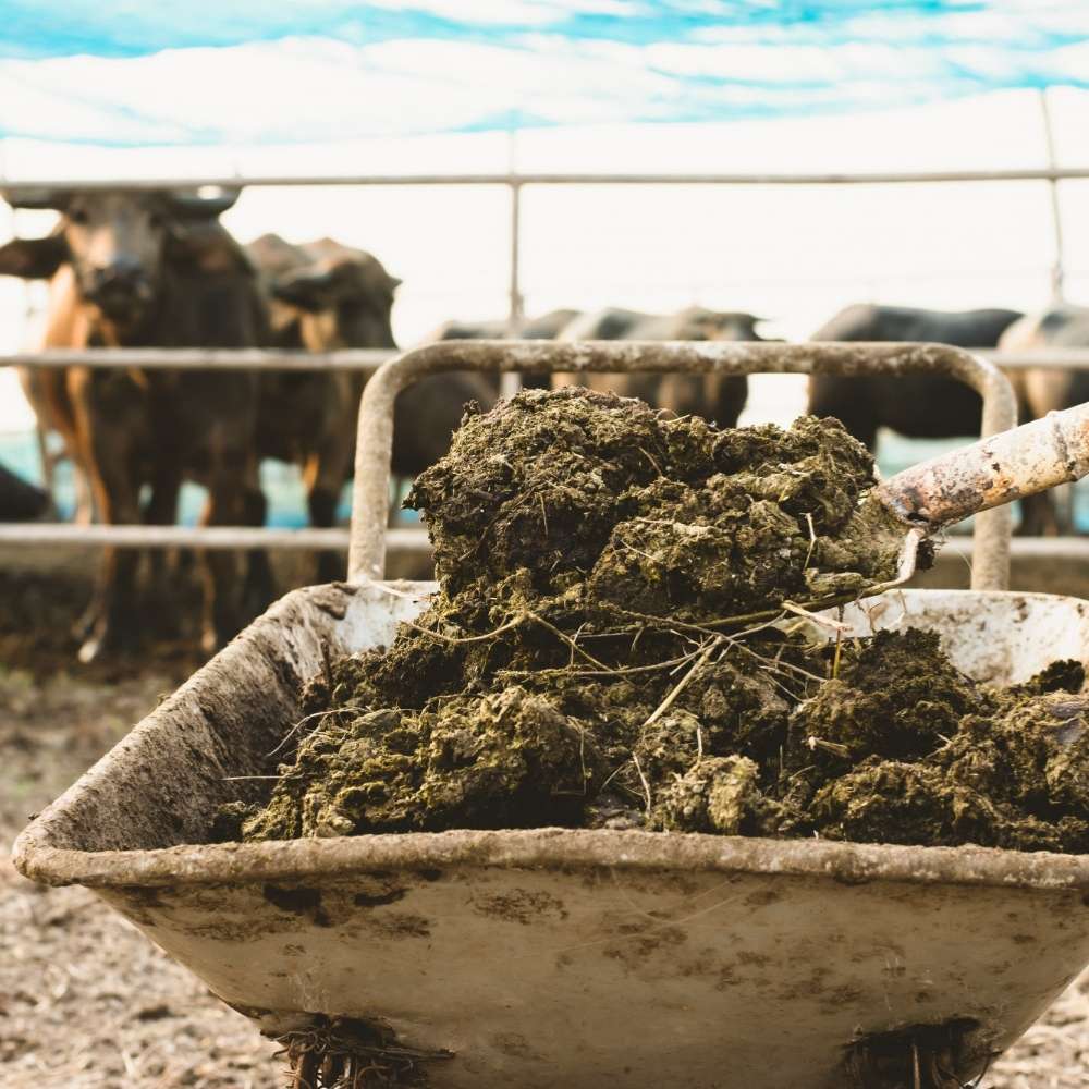 Natural organic manure made from cow dung, enriching soil fertility, improving structure, and promoting sustainable crop growth.