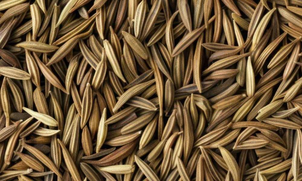High-quality cumin seeds sourced from India, valued for their strong aroma, rich flavor, and consistent quality for global culinary and processing needs.