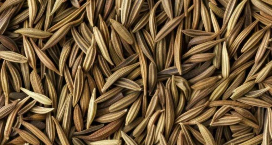 High-quality cumin seeds sourced from India, valued for their strong aroma, rich flavor, and consistent quality for global culinary and processing needs.