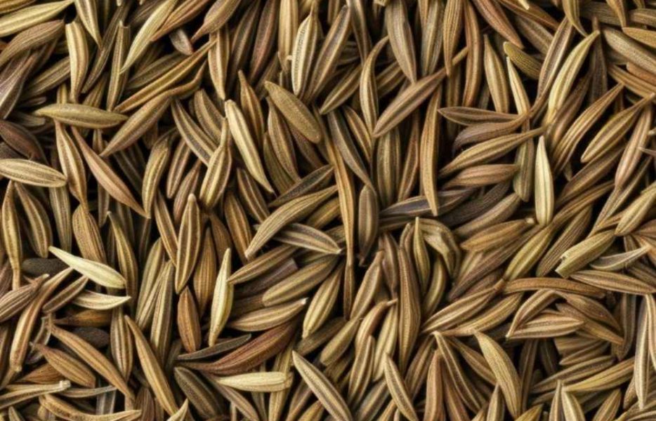 High-quality cumin seeds sourced from India, valued for their strong aroma, rich flavor, and consistent quality for global culinary and processing needs.