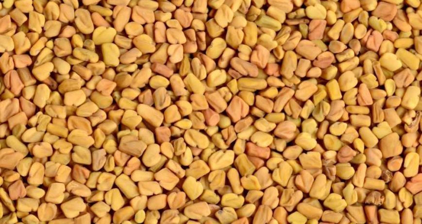 Premium fenugreek seeds sourced from India, known for their rich aroma, nutritional value, and versatile use in food and herbal applications.