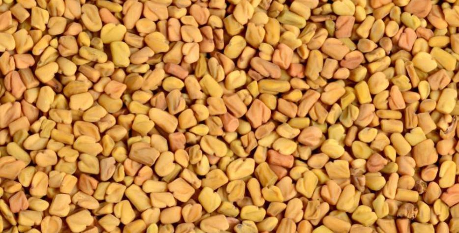 Premium fenugreek seeds sourced from India, known for their rich aroma, nutritional value, and versatile use in food and herbal applications.