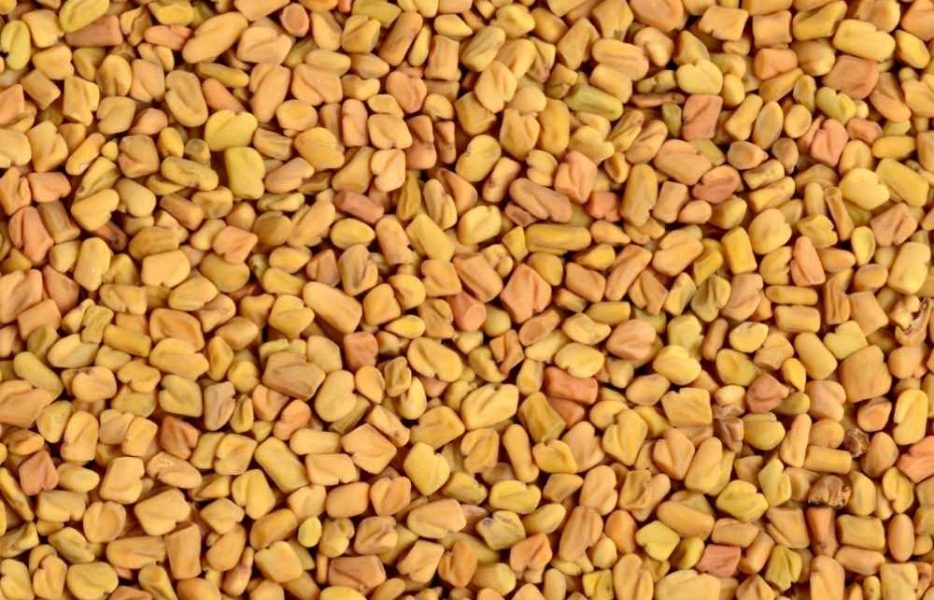 Premium fenugreek seeds sourced from India, known for their rich aroma, nutritional value, and versatile use in food and herbal applications.