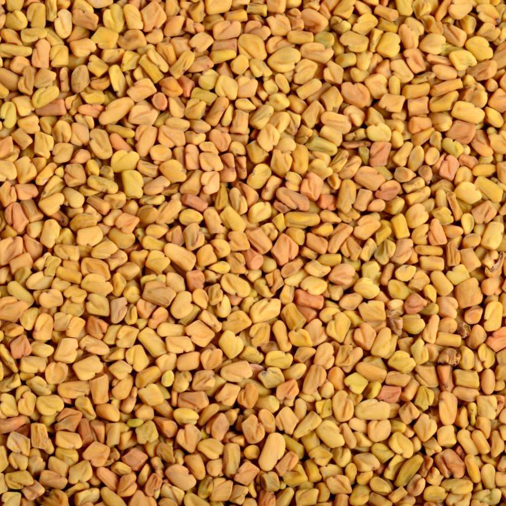 Premium fenugreek seeds sourced from India, known for their rich aroma, nutritional value, and versatile use in food and herbal applications.
