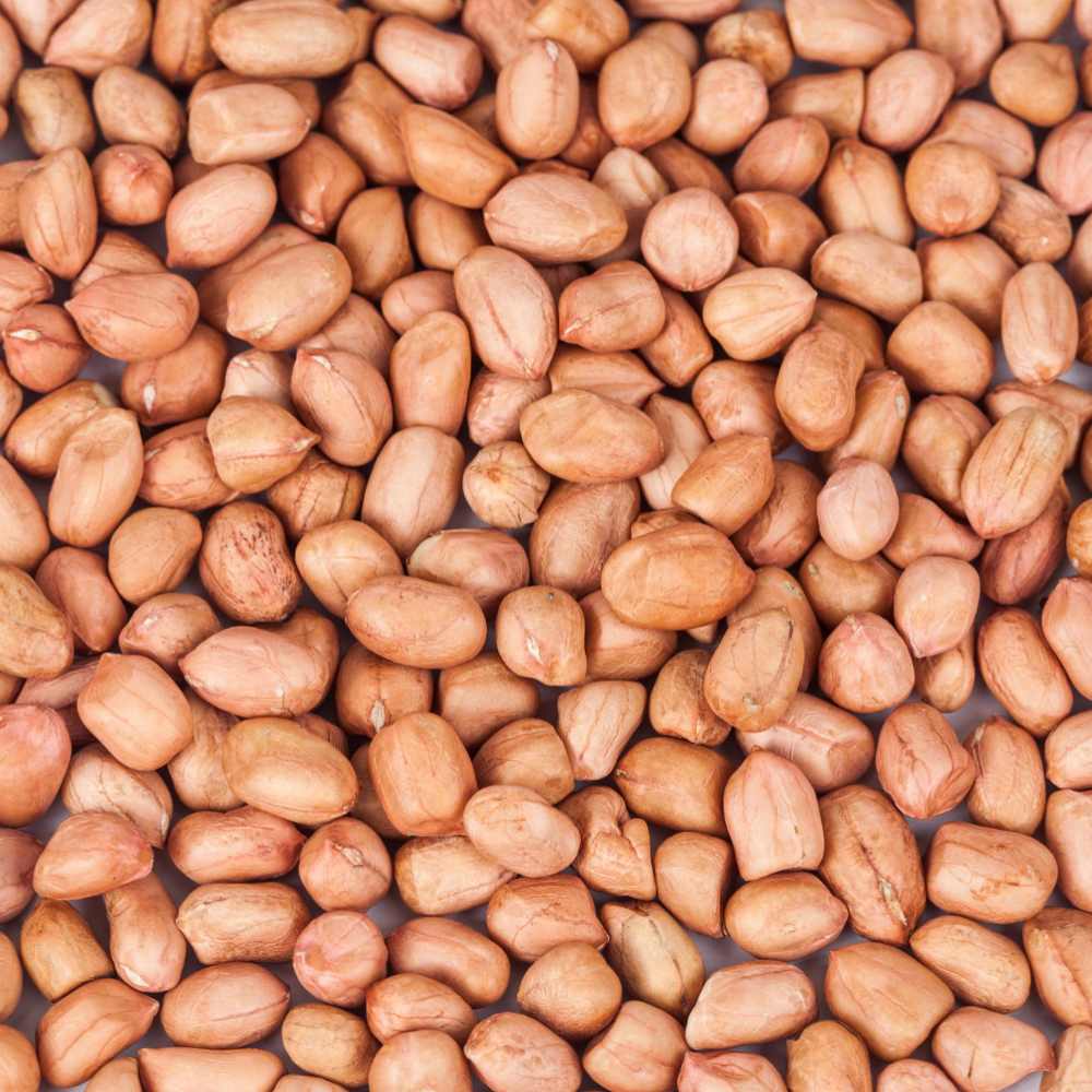 High-quality groundnut seeds sourced from India, known for their rich taste, high oil content, and consistent quality for food and processing industries.