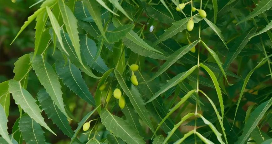 High-quality neem sourced from India, valued for its natural antibacterial properties and wide use in agricultural, cosmetic, and herbal applications.
