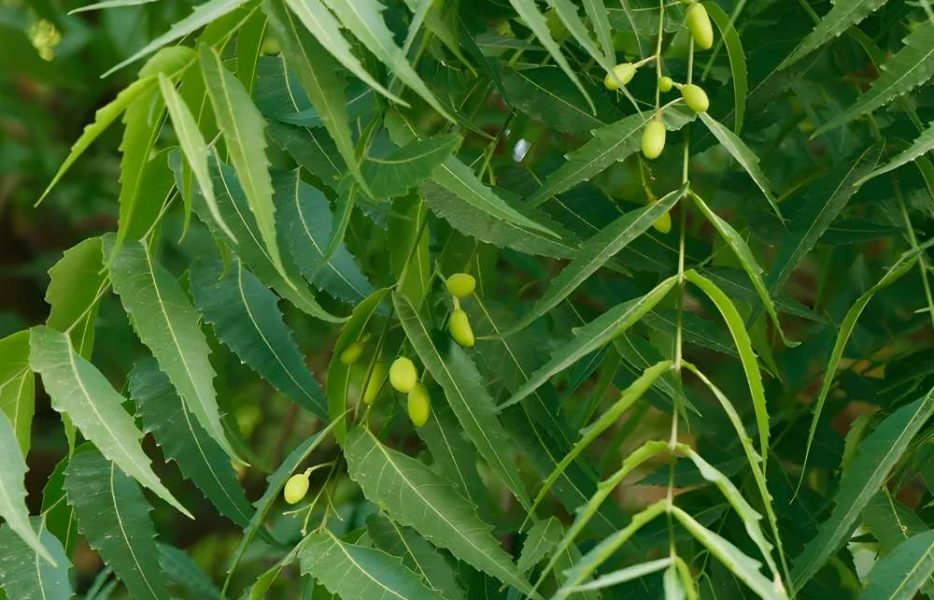 High-quality neem sourced from India, valued for its natural antibacterial properties and wide use in agricultural, cosmetic, and herbal applications.