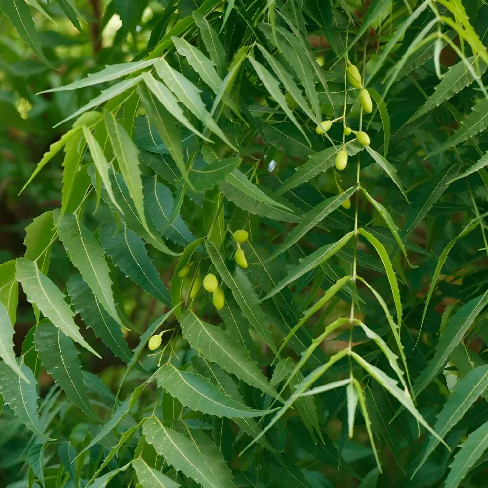 High-quality neem sourced from India, valued for its natural antibacterial properties and wide use in agricultural, cosmetic, and herbal applications.